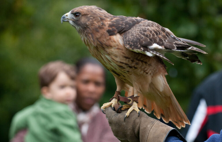 Wave hill Family Falconry Presentation Meet the Raptors credit Joshua Bright
