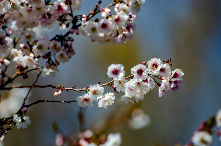 Wave hill Spring Garden Highlights Walk credit Wave Hill