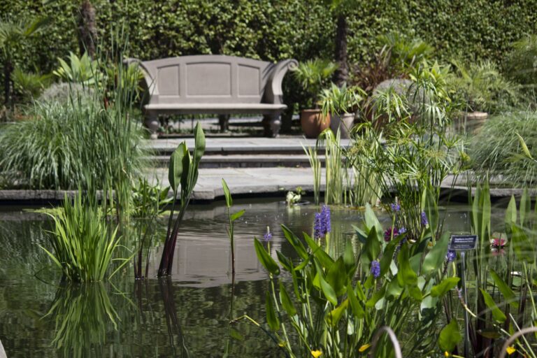 Gardens Aquatic garden in summer stone bench