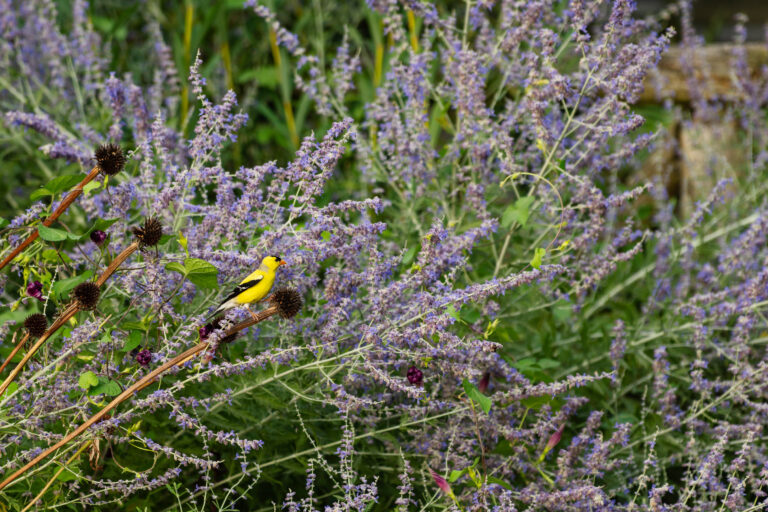 Wave hill Summer Birding credit John Karsten Moran